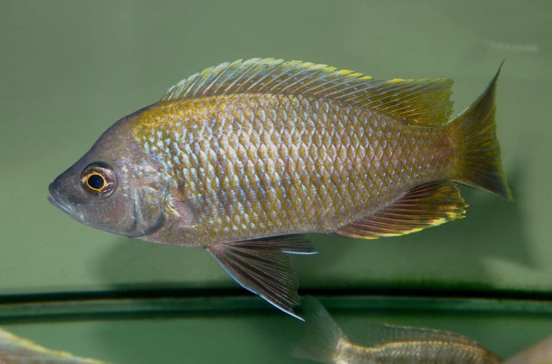 Copadichromis sp. 'flavimanus lundu' Lundu
